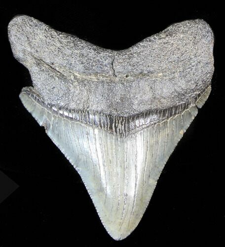 Fossil Megalodon Tooth - South Carolina #39251